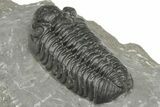 Phacopid (Adrisiops) Trilobite - Jbel Oudriss, Morocco #222399-4